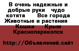 В очень надежные и добрые руки - чудо - котята!!! - Все города Животные и растения » Кошки   . Крым,Красноперекопск